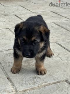 german shepherd puppy