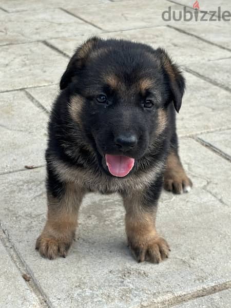 german shepherd puppy 1