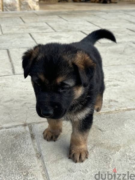 german shepherd puppy 2