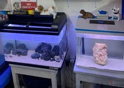 2 aquariums 70 dolar ltnen