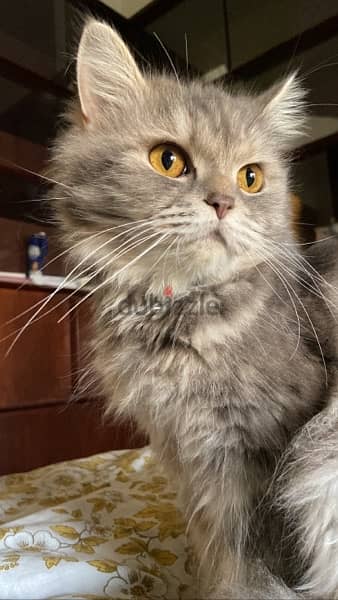 persian cat for adoption 0