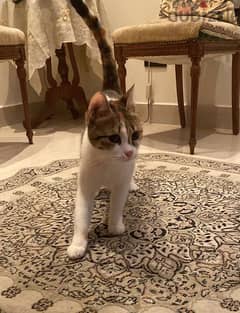 calico cat for adoption