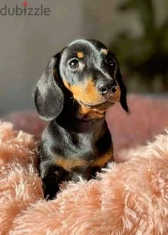 Dachshund Puppies, Available in Shop/ Delivery! Dog / كلاب