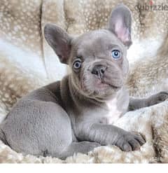 French Bulldog Lilac Blue Puppies Available in Shop/Delivery / كلاب 0