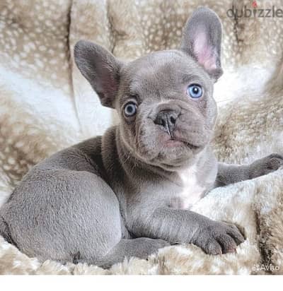 French Bulldog Lilac Blue Puppies Available in Shop/Delivery / كلاب