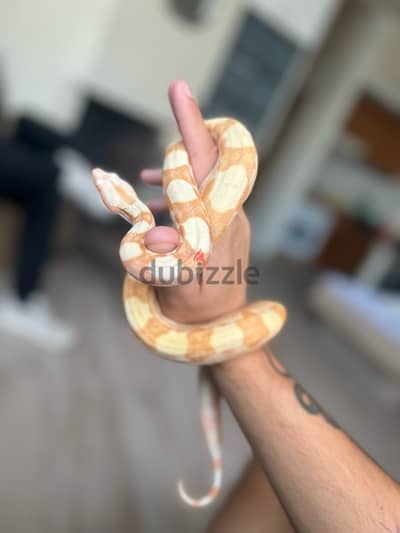 Albino Boa