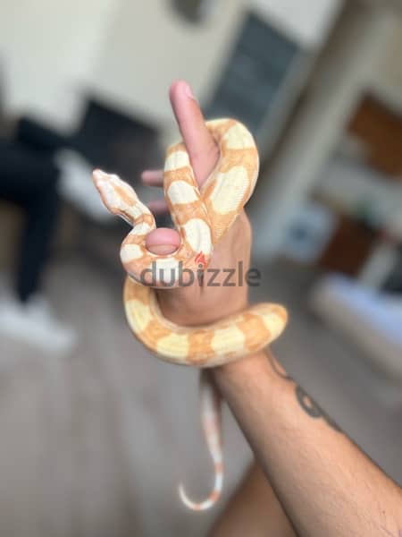 Albino Boa 0