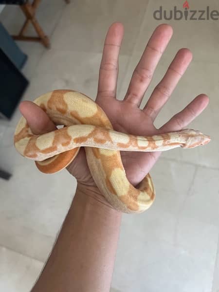 Albino Boa 3