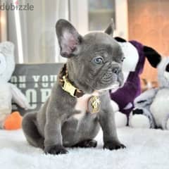 Blue French Bulldog Puppy Dog كلاب Delivery available 0