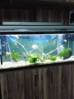 big aquarium with fish for sale 0