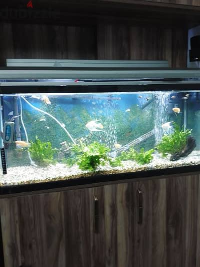 big aquarium with fish for sale