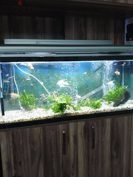 big aquarium with fish for sale 0