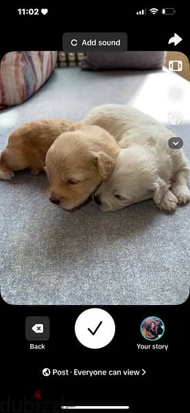 baby puppies 3