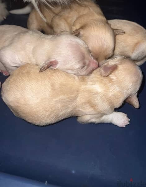 baby puppies 4