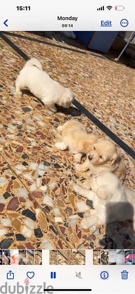 baby puppies 5