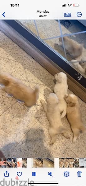 baby puppies 7