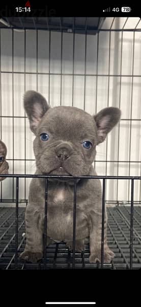 Blue French Bulldog Puppy Dog كلاب Delivery available