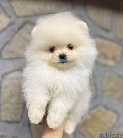 Imported SMALL Pomeranian puppy pure breed delivery available كلاب