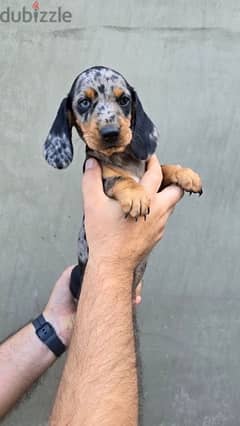 Dachshund Dapple puppy dog sausage imported كلاب 0