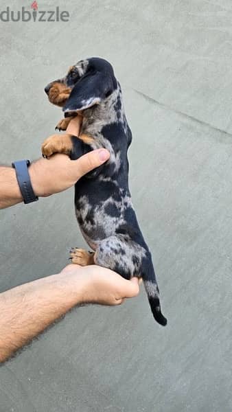 Dachshund Dapple puppy dog sausage imported كلاب 1