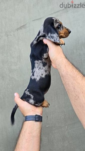 Dachshund Dapple puppy dog sausage imported كلاب 2