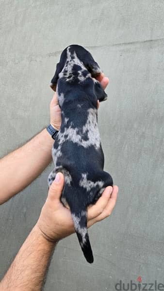 Dachshund Dapple puppy dog sausage imported كلاب 3