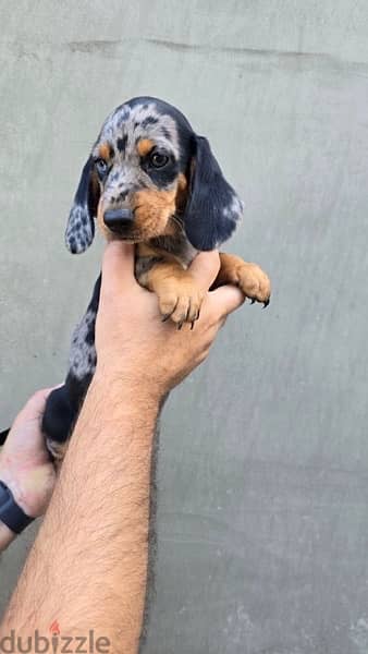 Dachshund Dapple puppy dog sausage imported كلاب 4