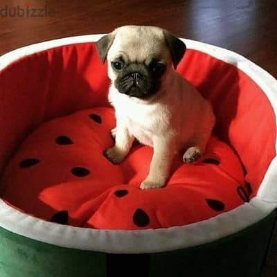 Pug puppy available pure breed imported delivery available كلاب