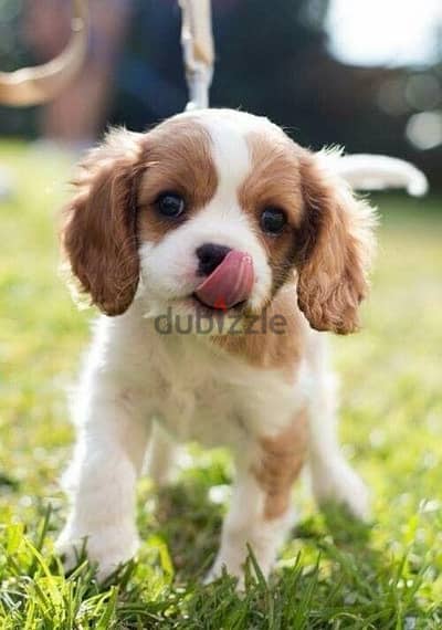 Cavalier King Charles Spaniel puppy available imported, delivery كلاب