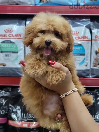 Maltipoo puppy available imported dog delivery available كلاب