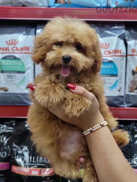 Maltipoo puppy available imported dog delivery available كلاب 0