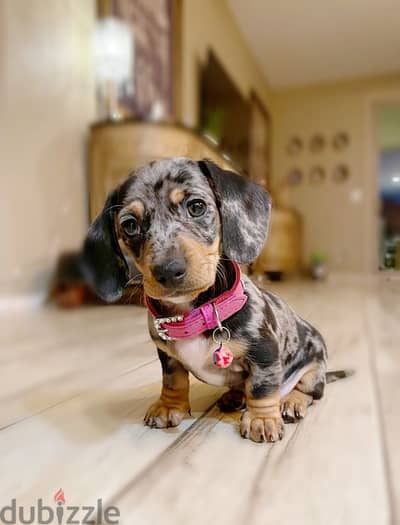 Dachshund Dapple Puppies/ DELIVERY Available in Shop/ Dog / كلاب