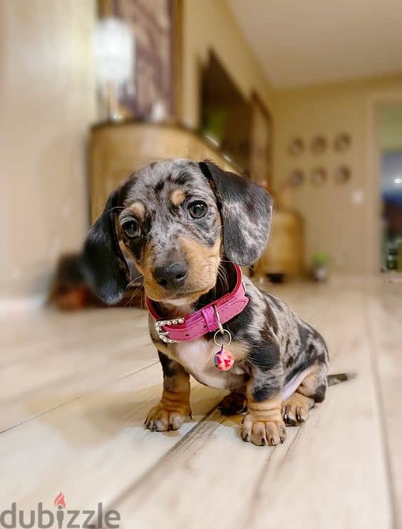 Dachshund Dapple Puppies/ DELIVERY Available in Shop/ Dog / كلاب 0