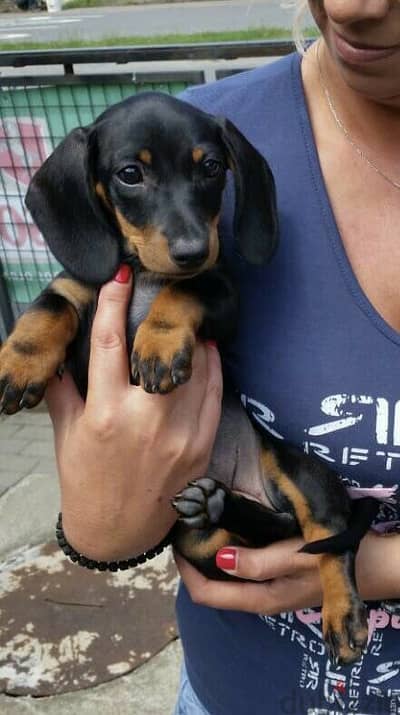 Dachshund Black and Tan Puppies DELIVERY/ Available in Shop/Dog / كلاب