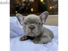 French Bulldog Puppies/ DELIVERY Available in Shop/ Dog / كلاب 0