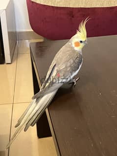 كروان cockatiel male with cage