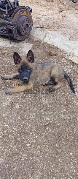 Belgian malinois 1