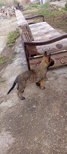 Belgian malinois 2