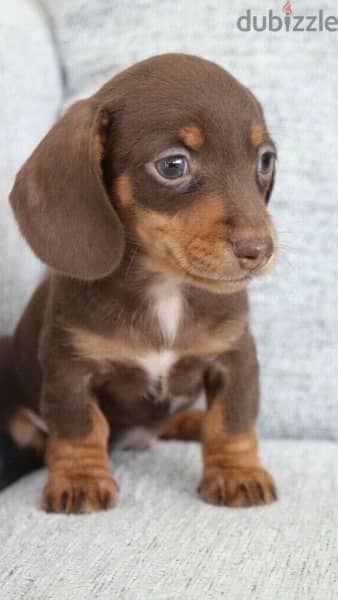 Dachshund