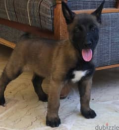 Adorable 2-Month-Old Belgian Malinois Puppy Ready for a New Home!