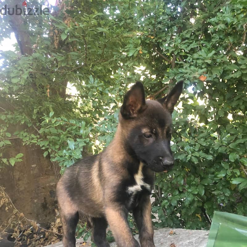 Adorable 2-Month-Old Belgian Malinois Puppy Ready for a New Home! 1