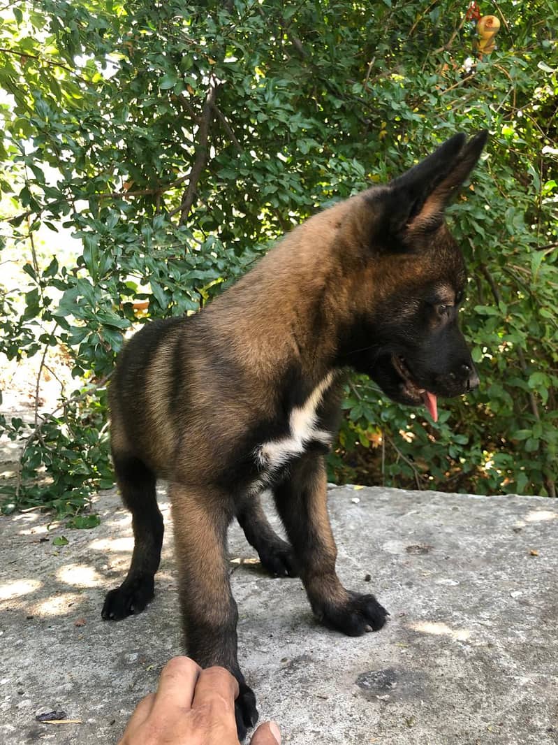 Adorable 2-Month-Old Belgian Malinois Puppy Ready for a New Home! 2