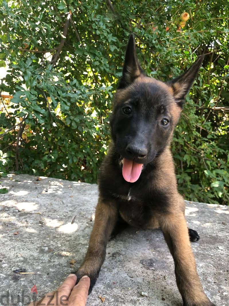 Adorable 2-Month-Old Belgian Malinois Puppy Ready for a New Home! 3