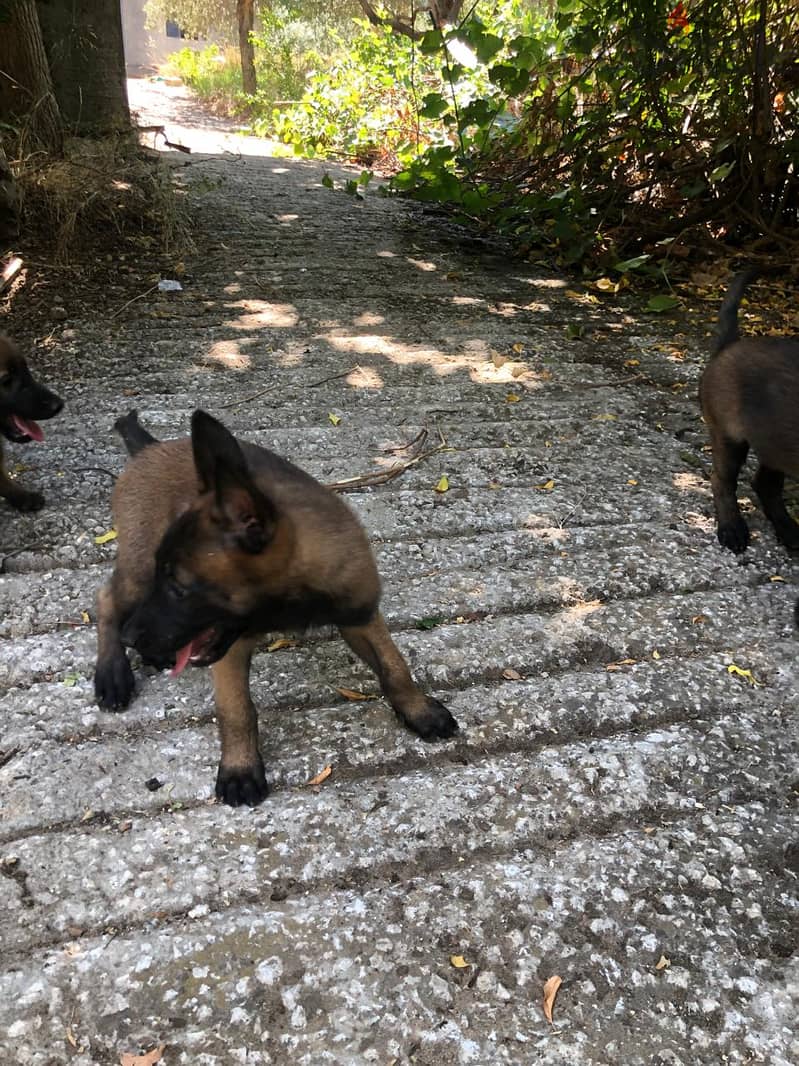 Adorable 2-Month-Old Belgian Malinois Puppy Ready for a New Home! 4