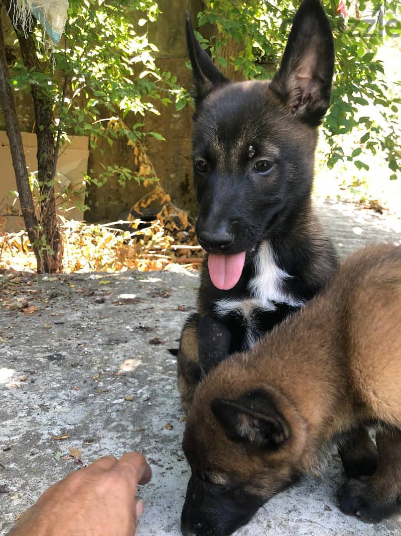 Adorable 2-Month-Old Belgian Malinois Puppy Ready for a New Home! 5