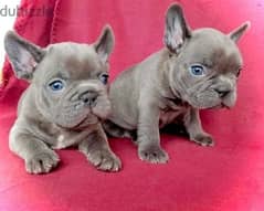 Blue French Bulldog Puppy imported, dog, delivery availble, كلاب 0