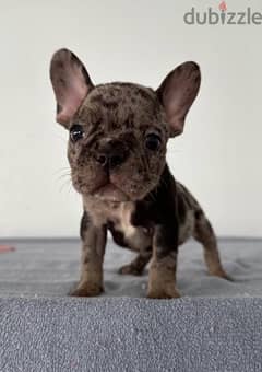 Merle French Bulldog Puppy imported dog delivery available كلاب