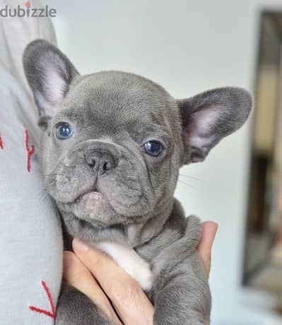 Blue French Bulldog Puppy imported pure breed delivery available كلاب