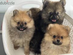 Pomeranian Loulou Puppies dog delivery كلاب 0