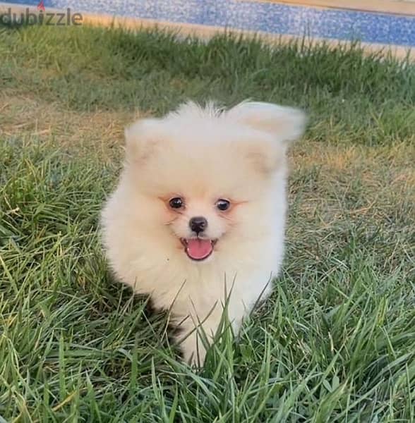 Loulou Spitz Puppy delivery available كلاب 0